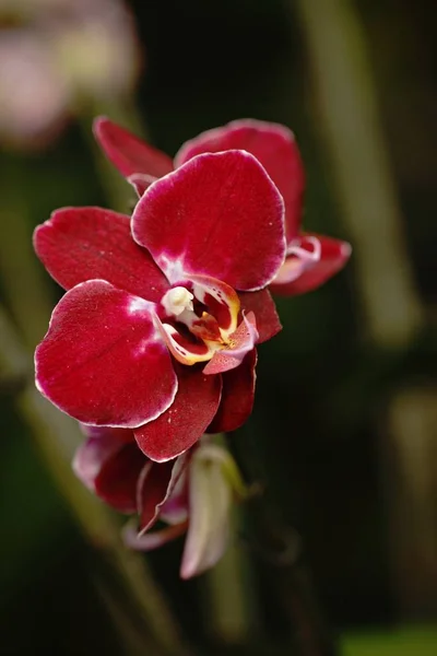 Belle fleur d'orchidée pousser dans un jardin tropical avec un fond naturel, fond d'écran macro gros plan naturel, carte postale beauté et idée d'agriculture concept floral design, belle fleur fleurir — Photo