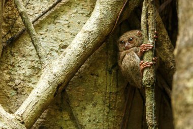 Spektral Tarsier, Tarsius spektrum, nadir endemik noktürdal memelilerin portresi, ormanda büyük ficus ağacında küçük sevimli primat, Tangkoko Milli Parkı, Sulawesi, Endonezya, Asya