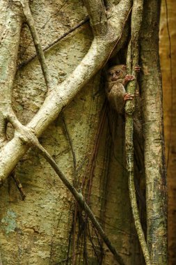 Spektral Tarsier, Tarsius spektrum, nadir endemik noktürdal memelilerin portresi, ormanda büyük ficus ağacında küçük sevimli primat, Tangkoko Milli Parkı, Sulawesi, Endonezya, Asya