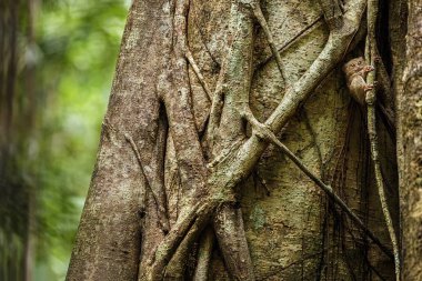 Spektral Tarsier, Tarsius spektrum, nadir endemik noktürdal memelilerin portresi, ormanda büyük ficus ağacında küçük sevimli primat, Tangkoko Milli Parkı, Sulawesi, Endonezya, Asya