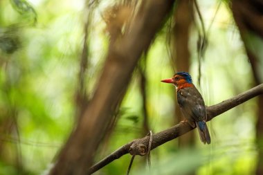 Yeşil destekli kingfisher Endonezya orman, aile Alcedinidae, Endonezya endemik türler, Asya egzotik kuş, Tangkoko, Sulawesi, güzel renkli kuş bir dalı üzerinde tüneyen