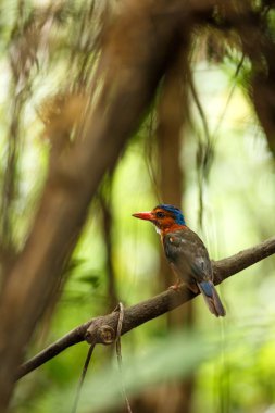 Yeşil destekli kingfisher Endonezya orman, aile Alcedinidae, Endonezya endemik türler, Asya egzotik kuş, Tangkoko, Sulawesi, güzel renkli kuş bir dalı üzerinde tüneyen