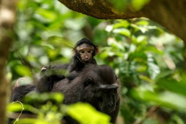 Ağacın dalı üzerinde küçük sevimli bebek ile Makak. Portreyi kapat. Endemik siyah tepeli makak ya da siyah maymun. Doğal yaşam alanı. Tangkoko Milli Parkı'ndaki eşsiz memeliler, Sulawesi. Endonezya