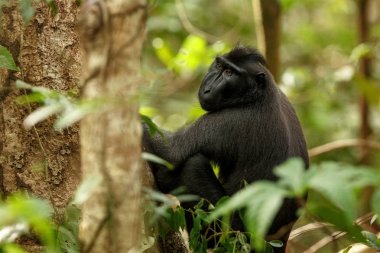 Celebes ağacın dalı üzerinde makak tepeli. Portreyi kapat. Endemik siyah tepeli makak ya da siyah maymun. Doğal yaşam alanı. Tangkoko Milli Parkı'ndaki eşsiz memeliler, Sulawesi. Endonezya