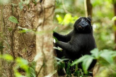 Celebes ağacın dalı üzerinde makak tepeli. Portreyi kapat. Endemik siyah tepeli makak ya da siyah maymun. Doğal yaşam alanı. Tangkoko Milli Parkı'ndaki eşsiz memeliler, Sulawesi. Endonezya