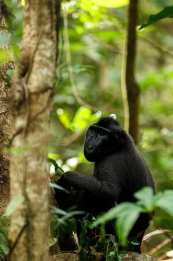 Celebes ağacın dalı üzerinde makak tepeli. Portreyi kapat. Endemik siyah tepeli makak ya da siyah maymun. Doğal yaşam alanı. Tangkoko Milli Parkı'ndaki eşsiz memeliler, Sulawesi. Endonezya