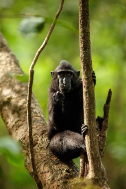 Celebes ağacın dalı üzerinde makak tepeli. Portreyi kapat. Endemik siyah tepeli makak ya da siyah maymun. Doğal yaşam alanı. Tangkoko Milli Parkı'ndaki eşsiz memeliler, Sulawesi. Endonezya