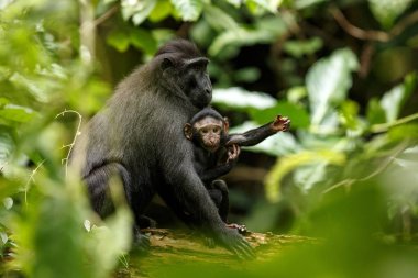 Ağacın dalı üzerinde küçük sevimli bebek ile Makak. Portreyi kapat. Endemik siyah tepeli makak ya da siyah maymun. Doğal yaşam alanı. Tangkoko Milli Parkı'ndaki eşsiz memeliler, Sulawesi. Endonezya