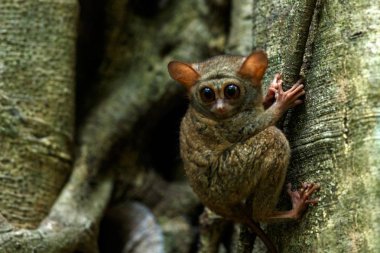 Spektral Tarsier, Tarsius spektrum, nadir endemik noktürdal memelilerin portresi, ormanda büyük ficus ağacında küçük sevimli primat, Tangkoko Milli Parkı, Sulawesi, Endonezya, Asya