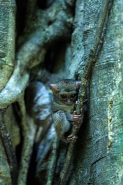Spektral Tarsier, Tarsius spektrum, nadir endemik noktürdal memelilerin portresi, ormanda büyük ficus ağacında küçük sevimli primat, Tangkoko Milli Parkı, Sulawesi, Endonezya, Asya