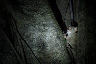 Spektral Tarsier, Tarsius spektrum, nadir endemik noktürdal memeli çekirge yeme portresi, ormanda büyük ficus ağacında küçük sevimli primat, Tangkoko Milli Parkı, Sulawesi, Endonezya, Asya