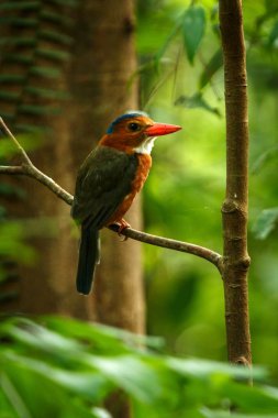 Yeşil destekli kingfisher Endonezya orman, aile Alcedinidae, Endonezya endemik türler, Asya egzotik kuş, Tangkoko, Sulawesi, güzel renkli kuş bir dalı üzerinde tüneyen