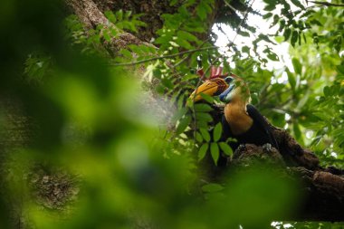 Knobbed hornbill, Aceros cassidix, bir ağaç tepesinde yuva üzerinde duvarlı kadın beslenen. Tangkoko Milli Parkı, Sulawesi, Endonezya, tipik hayvan davranışı, Asya'da egzotik kuş deneyimi
