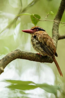 Endonezya orman, aile Alcedinidae, Endonezya endemik türler, Asya egzotik kuş, Tangkoko, Sulawesi, tropikal orman ortamında güzel kuş bir dal üzerinde Lilac kingfisher tüneyen
