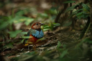 Sulawesi pitta (Erythropitta celebensis) Endonezya orman bir şube üzerinde tüneyen, Endonezya endemik türler, Asya egzotik kuş, Tangkoko, Sulawesi, güzel renkli kuş