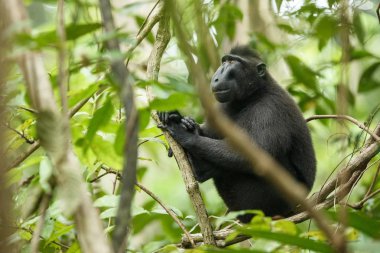 Celebes ağacın dalı üzerinde makak tepeli. Portreyi kapat. Endemik siyah tepeli makak ya da siyah maymun. Doğal yaşam alanı. Tangkoko Milli Parkı'ndaki eşsiz memeliler, Sulawesi. Endonezya