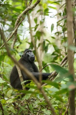 Celebes ağacın dalı üzerinde makak tepeli. Portreyi kapat. Endemik siyah tepeli makak ya da siyah maymun. Doğal yaşam alanı. Tangkoko Milli Parkı'ndaki eşsiz memeliler, Sulawesi. Endonezya