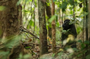 Celebes ağacın dalı üzerinde makak tepeli. Portreyi kapat. Endemik siyah tepeli makak ya da siyah maymun. Doğal yaşam alanı. Tangkoko Milli Parkı'ndaki eşsiz memeliler, Sulawesi. Endonezya
