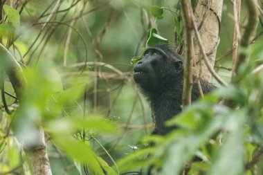 Celebes ağacın dalı üzerinde makak tepeli. Portreyi kapat. Endemik siyah tepeli makak ya da siyah maymun. Doğal yaşam alanı. Tangkoko Milli Parkı'ndaki eşsiz memeliler, Sulawesi. Endonezya