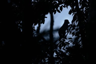 Ağacın dalı üzerinde duran tepeli makak silueti. Portreyi kapat. Endemik siyah tepeli makak. Doğal yaşam alanı. Tangkoko Milli Parkı'ndaki eşsiz memeliler, Sulawesi. Endonezya