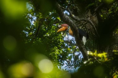 Knobbed hornbill, Aceros cassidix, yuvası yakınındaki bir ağaç tepesinde dal üzerinde oturuyor. Tangkoko Milli Parkı, Sulawesi, Endonezya, tipik hayvan davranışı, Asya'da egzotik kuş deneyimi, yaban hayatı sahnesi