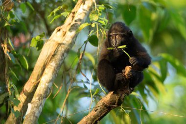 Yaprakları yiyen ağacın dalı üzerinde küçük sevimli bebek makak. Portreyi kapat. Endemik siyah tepeli makak ya da siyah maymun. Tangkoko Milli Parkı'ndaki eşsiz memeliler, Sulawesi. Endonezya