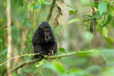 Yaprakları yiyen ağacın dalı üzerinde küçük sevimli bebek makak. Portreyi kapat. Endemik siyah tepeli makak ya da siyah maymun. Tangkoko Milli Parkı'ndaki eşsiz memeliler, Sulawesi. Endonezya