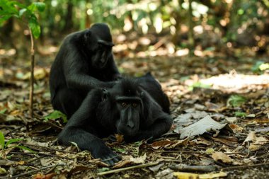 Celebes tepeli makaklar kendilerini tımar, tipik davranış, etoloji Endemik siyah tepeli makak, Doğal yaşam. Tangkoko Milli Parkı'ndaki eşsiz memeliler, Sulawesi. Endonezya