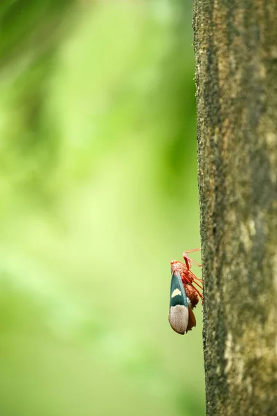 Beatle auf Baum im Dschungel in Sulawesi, Indonesien, Makro Nahaufnahme Foto, Bokeh Hintergrund, Promi-Insel, grüner klarer Hintergrund mit Platz für Text, exotisches Abenteuer in Asien — Stockfoto