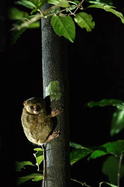 Tarsier espectral, espectro de Tarsius, retrato de mamíferos nocturnos endémicos raros, pequeño primate lindo en gran ficus en la selva, Parque Nacional de Tangkoko, Sulawesi, Indonesia, Asia — Foto de Stock