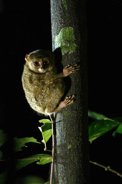 Tarsier espectral, espectro Tarsius, retrato de raros mamíferos endêmicos noturnos, pequeno primata bonito em grande árvore ficus na selva, Parque Nacional Tangkoko, Sulawesi, Indonésia, Ásia — Fotografia de Stock