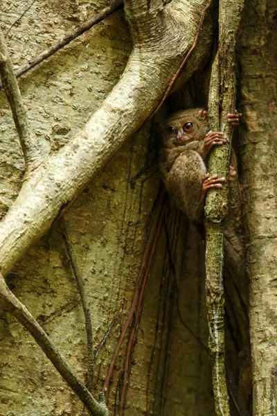 Tarsier espectral, espectro Tarsius, retrato de raros mamíferos endêmicos noturnos, pequeno primata bonito em grande árvore ficus na selva, Parque Nacional Tangkoko, Sulawesi, Indonésia, Ásia — Fotografia de Stock