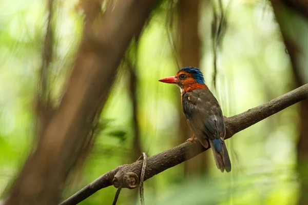 El martín pescador de espalda verde se posa en una rama en la selva indonesia, familia Alcedinidae, especies endémicas de Indonesia, observación de aves exóticas en Asia, Tangkoko, Sulawesi, hermoso pájaro colorido — Foto de Stock