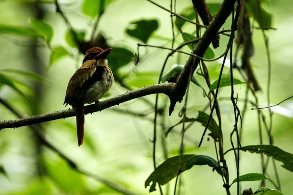 Lilac kingfisher perches on a branch in indonesian jungle,family Alcedinidae, endemic species to Indonesia, Exotic birding in Asia, Tangkoko, Sulawesi, beautiful bird in tropical forest environment