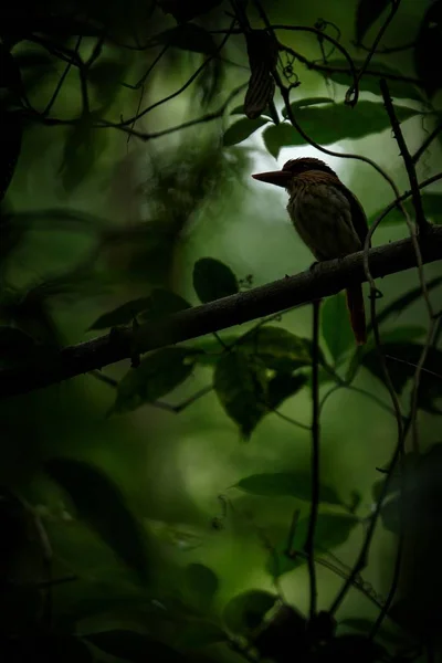 Lilac Ledňáček na větvi v indonéské džungli, čeleď alcedinidae, endemické druhy do Indonésie, exotické ptáky v Asii, tangkoko, Sulawesi, nádherný pták v prostředí tropického lesa — Stock fotografie