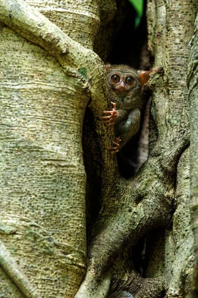 Tarsier espectral, espectro Tarsius, retrato de raros mamíferos endêmicos noturnos, pequeno primata bonito em grande árvore ficus na selva, Parque Nacional Tangkoko, Sulawesi, Indonésia, Ásia — Fotografia de Stock