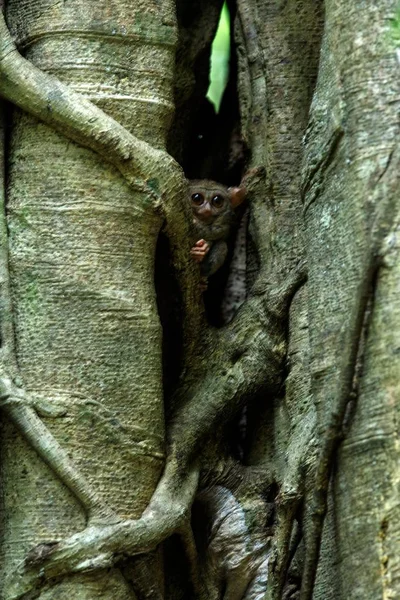 Família de tarsiers espectrais, espectro Tarsius, retrato de raros mamíferos endêmicos noturnos, pequeno primata bonito em grande árvore ficus na selva, Parque Nacional Tangkoko, Sulawesi, Indonésia, Ásia — Fotografia de Stock