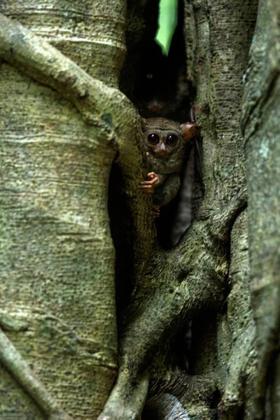 Семья спектральных тарсиров, спектр Тарсиуса, портрет редких эндемичных ночных млекопитающих, маленький милый примат в большом фикусе в джунглях, Национальный парк Тангкоко, Сулавеси, Индонезия, Азия — стоковое фото