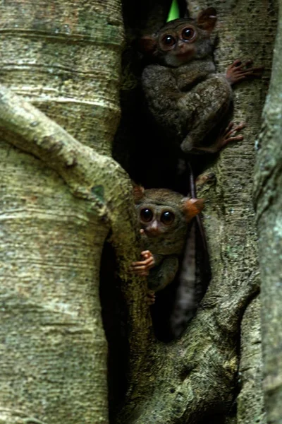 Familj av spektraltarsiers, Tarsius Spectrum, porträtt av sällsynta endemiska nattliga däggdjur, små söta primater i stora Ficus träd i djungeln, Tangkoko nationalpark, Sulawesi, Indonesien, Asien — Stockfoto