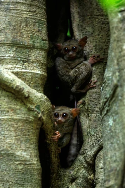 Familj av spektraltarsiers, Tarsius Spectrum, porträtt av sällsynta endemiska nattliga däggdjur, små söta primater i stora Ficus träd i djungeln, Tangkoko nationalpark, Sulawesi, Indonesien, Asien — Stockfoto