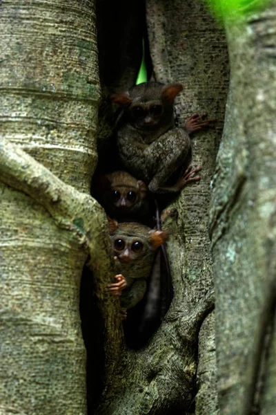 Family of spectral tarsiers, Tarsius spectrum, portrait of rare endemic nocturnal mammals, small cute primate in large ficus tree in jungle, Tangkoko National Park, Sulawesi, Indonesia, Asia