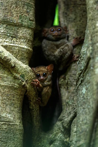 Famille des tarsiers spectraux, spectre Tarsius, portrait de mammifères nocturnes endémiques rares, petit primate mignon dans un grand ficus dans la jungle, parc national du Tangkoko, Sulawesi, Indonésie, Asie — Photo