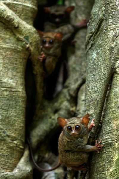 Famille des tarsiers spectraux, spectre Tarsius, portrait de mammifères nocturnes endémiques rares, petit primate mignon dans un grand ficus dans la jungle, parc national du Tangkoko, Sulawesi, Indonésie, Asie — Photo