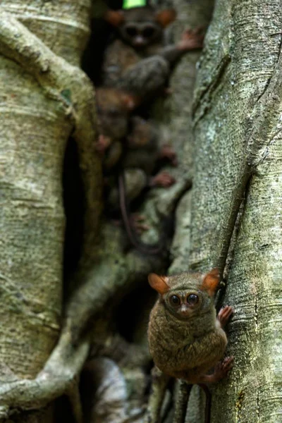 Famille des tarsiers spectraux, spectre Tarsius, portrait de mammifères nocturnes endémiques rares, petit primate mignon dans un grand ficus dans la jungle, parc national du Tangkoko, Sulawesi, Indonésie, Asie — Photo