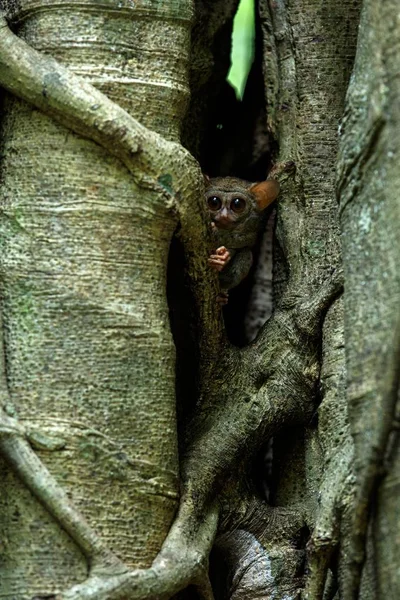 Familj av spektraltarsiers, Tarsius Spectrum, porträtt av sällsynta endemiska nattliga däggdjur, små söta primater i stora Ficus träd i djungeln, Tangkoko nationalpark, Sulawesi, Indonesien, Asien — Stockfoto