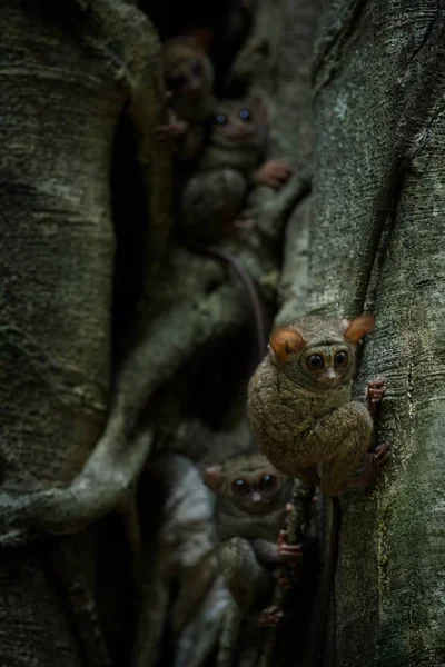 Színképek Tarsiers család, Tarsius spektrum, portré ritka endemikus éjszakai emlősök, kis aranyos főemlős nagy Ficus fa dzsungelben, Tangkoko Nemzeti Park, Sulawesi, Indonézia, Ázsia — Stock Fotó