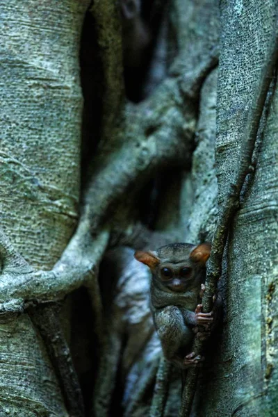 Spectral Tarsier, spectre Tarsius, portrait de mammifères nocturnes endémiques rares, petit primate mignon dans un grand ficus dans la jungle, parc national du Tangkoko, Sulawesi, Indonésie, Asie — Photo