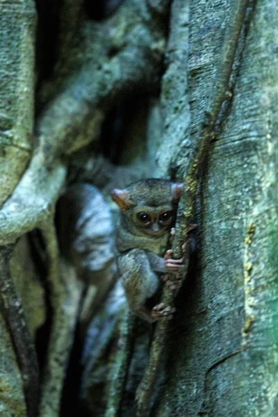 Tarsier espectral, espectro Tarsius, retrato de raros mamíferos endêmicos noturnos, pequeno primata bonito em grande árvore ficus na selva, Parque Nacional Tangkoko, Sulawesi, Indonésia, Ásia — Fotografia de Stock