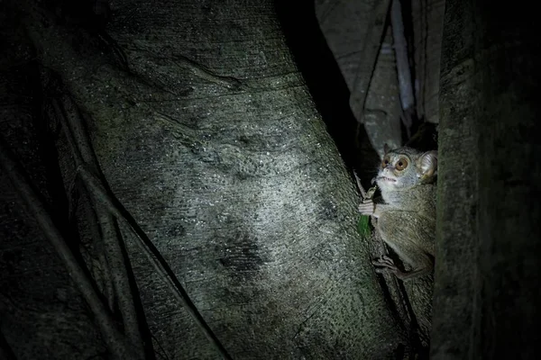 Tarsier espectral, espectro Tarsius, retrato de raro mamífero endêmico comendo gafanhoto, pequeno primata bonito em grande árvore ficus na selva, Parque Nacional Tangkoko, Sulawesi, Indonésia, Ásia — Fotografia de Stock