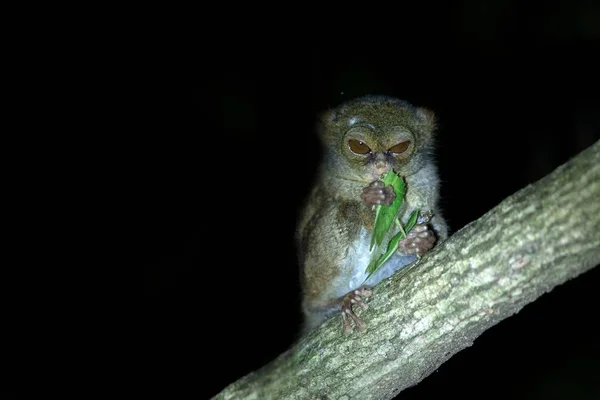 Spectral Tarsier, spectre Tarsius, portrait de rare sauterelle nocturne endémique mangeuse de mammifères, petit primate mignon dans un grand ficus dans la jungle, parc national du Tangkoko, Sulawesi, Indonésie, Asie — Photo